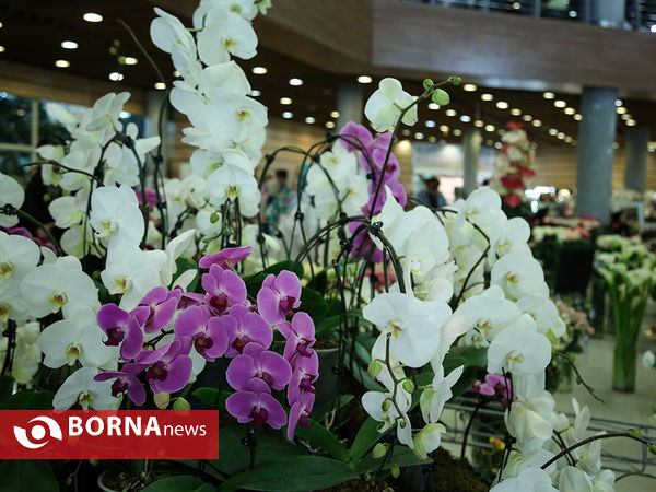 هفدهمین نمایشگاه بین المللی گل و گیاه