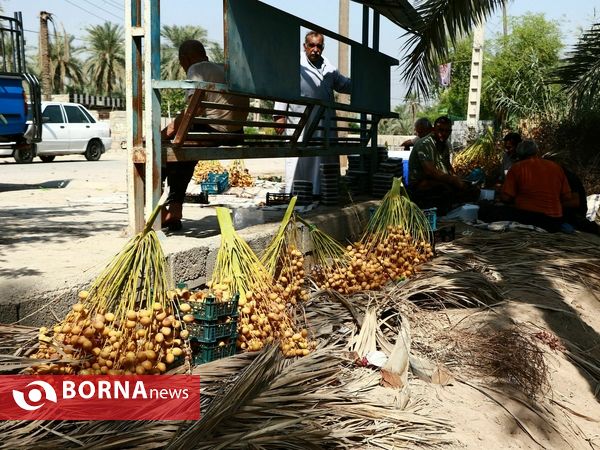 برداشت خارک و رطب روستای امام حسن(ع)