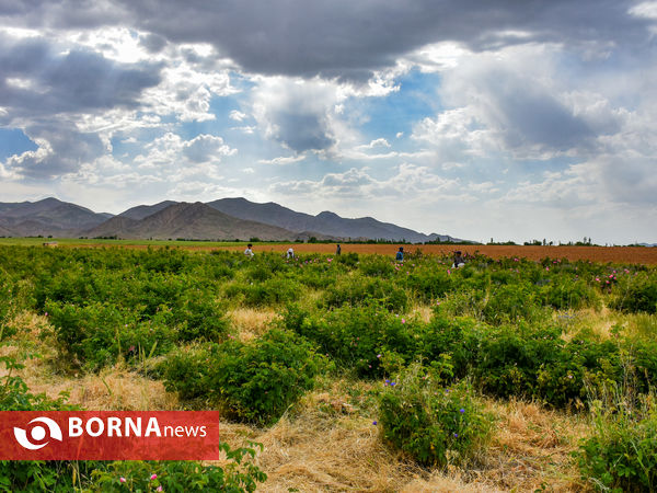 برداشت گل محمدی در شهر ساروق