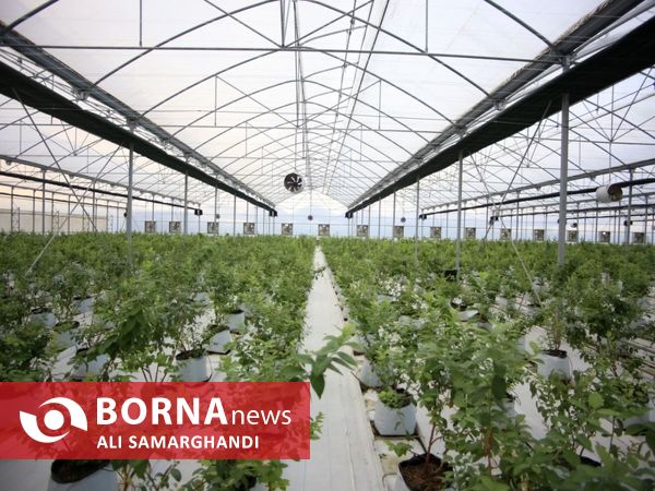 بازدید وزیر جهاد کشاورزی از ظرفیت های کشاورزی و شیلاتی بندرانزلی