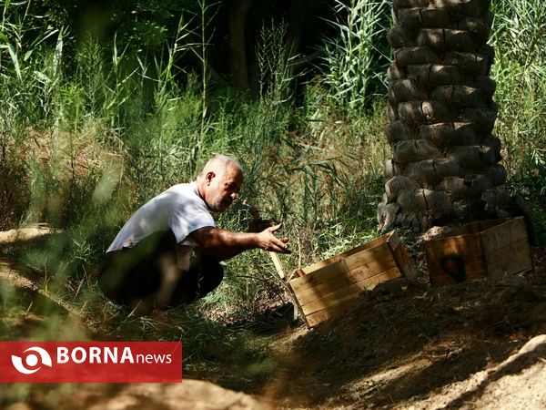 برداشت خارک و رطب روستای امام حسن(ع)
