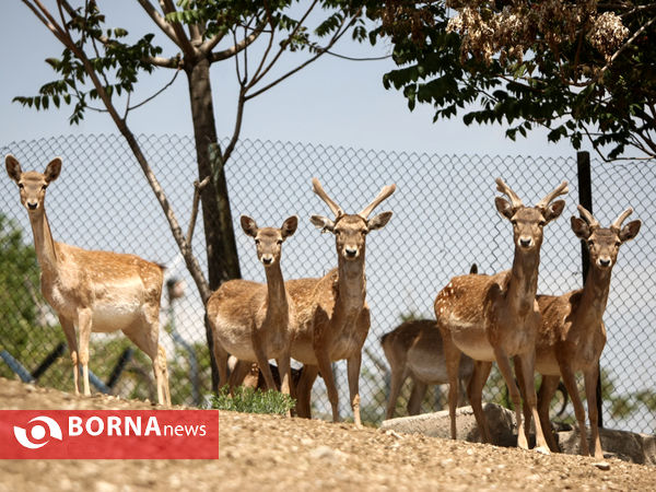 گوزن زرد ایرانی