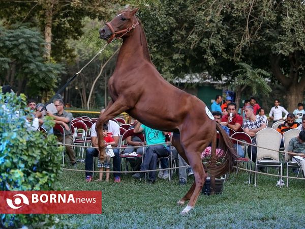 اولین حراج اسب های ۱۷ ماه تهران