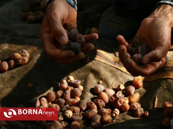 برداشت خارک و رطب روستای امام حسن(ع)