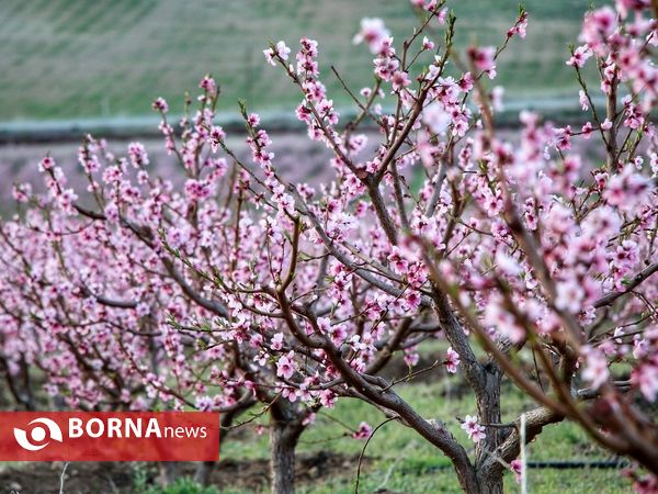 شکوفه های صورتی ارومیه