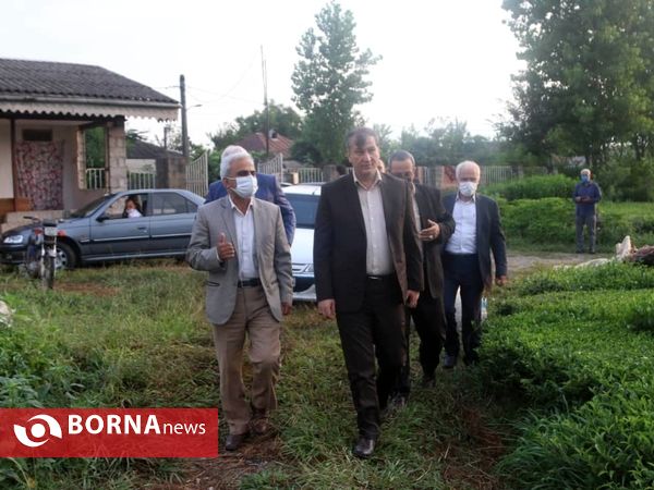 بازدید معاون وزیر جهاد کشاورزی از باغات چای در لاهیجان