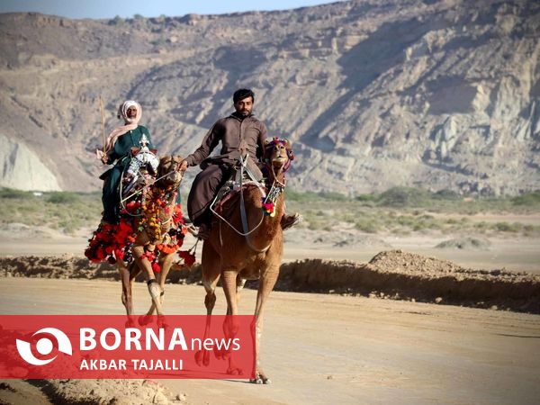 مسابقات شتر دوانی در چابهار 