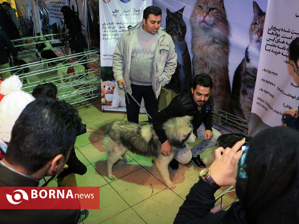 برپایی نخستین نمایشگاه حیوانات خانگی در مشهد