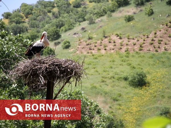 روستای دره تفی شهر لک لک‌ها در نگین کردستان 
