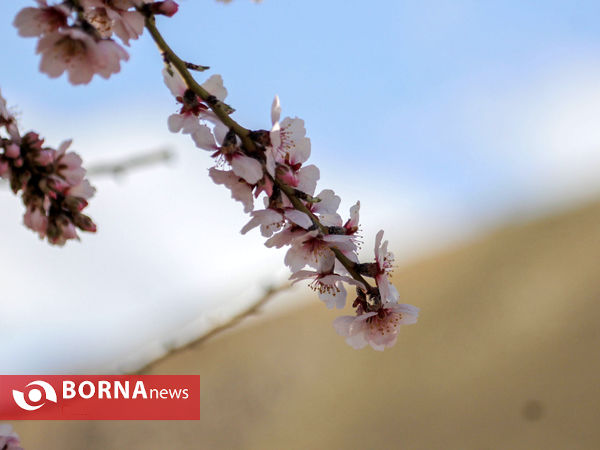 شکوفه های بهاری