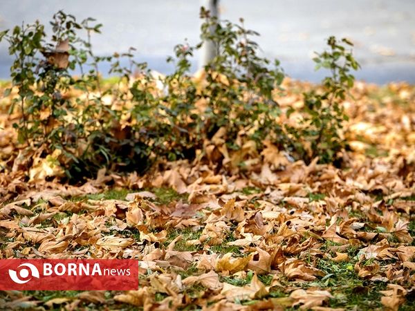 آخرین لحظات پاییزی
