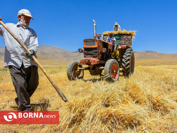 برداشت سنتی جو دیم