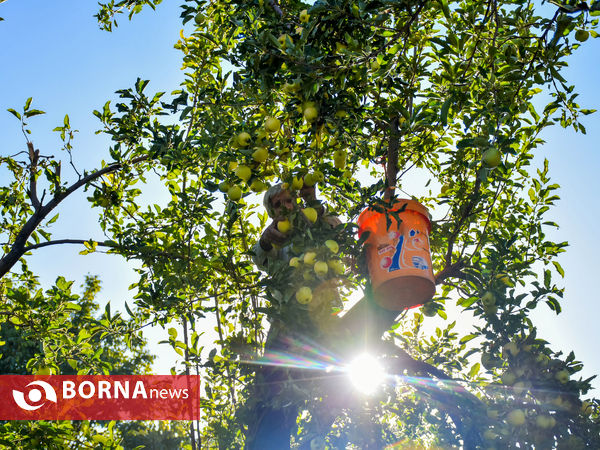 برداشت سیب در زنگنه