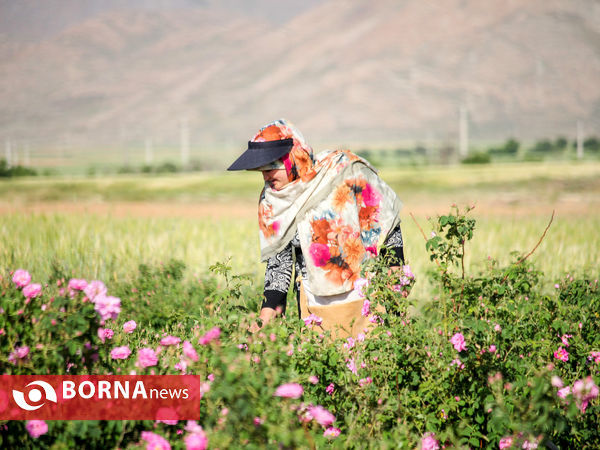 برداشت گل محمدی در شهر ساروق