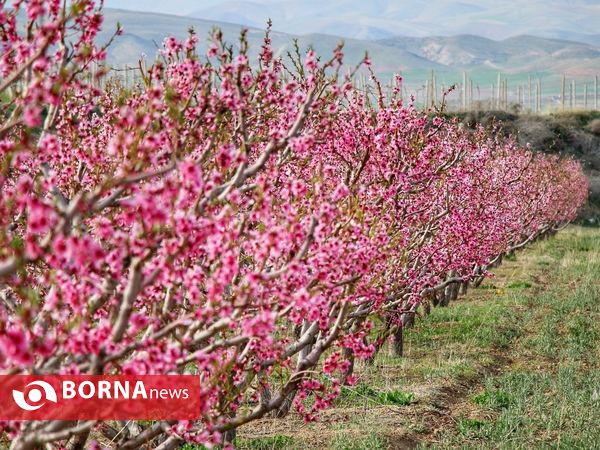 شکوفه های صورتی ارومیه