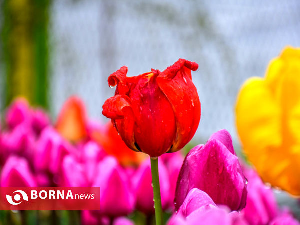 جشنواره گل‌های لاله