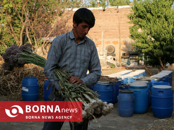 تیمورلو، پایتخت سیر ایران