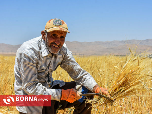 برداشت سنتی جو دیم