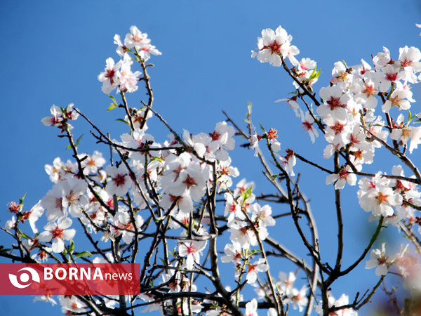 شکوفه‌های بهاری در شیراز