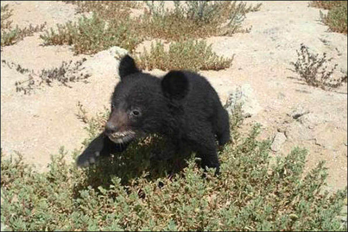کشف دو توله خرس سیاه بلوچی از یک اتوبوس مسافربری در گناباد