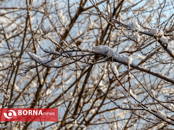 بارش اولین برف پاییزی تهران