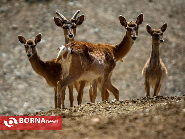 گوزن زرد ایرانی