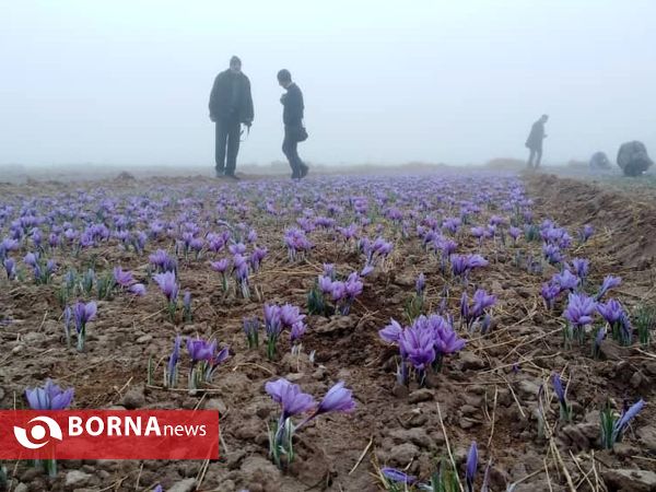 جشن شکر گزاری برداشت زعفران در پایتخت زعفران جهان (18)