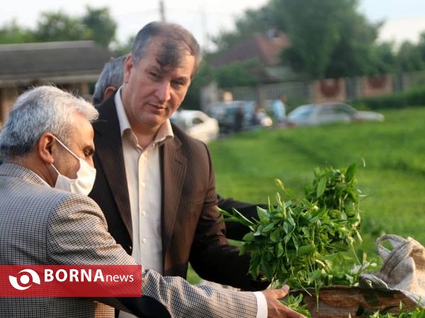 بازدید معاون وزیر جهاد کشاورزی از باغات چای در لاهیجان