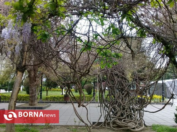 شکوفه های بهاری _ رشت