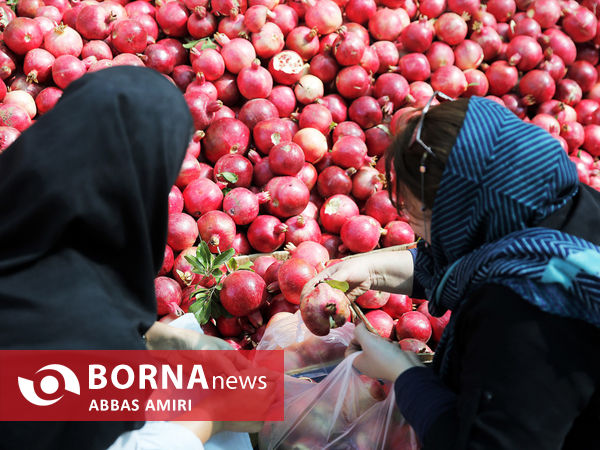 دقیقه 90 برداشت انار کوهمره سرخی