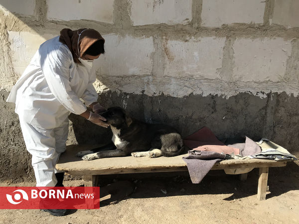 پناهگاه حیوانات در شیراز؛ جایی برای دوستی انسان و حیوان