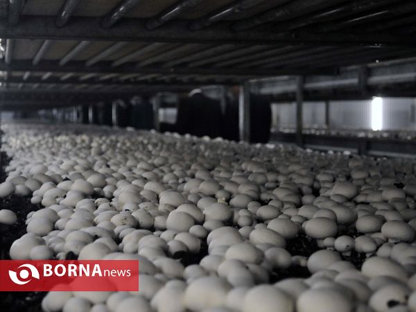 بازدید استاندار تهران از پروژه های شهرستان ملارد