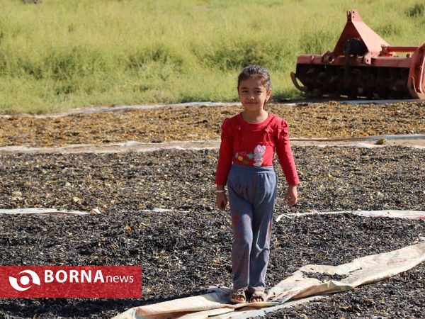 برداشت تخم آفتابگردان از شهر آفتابگردان ها خوی