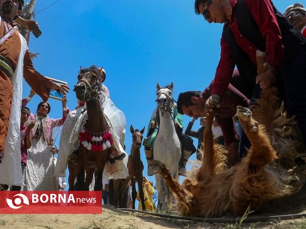 جشن ازدواج در عشایر ایل بزرگ قشقایی