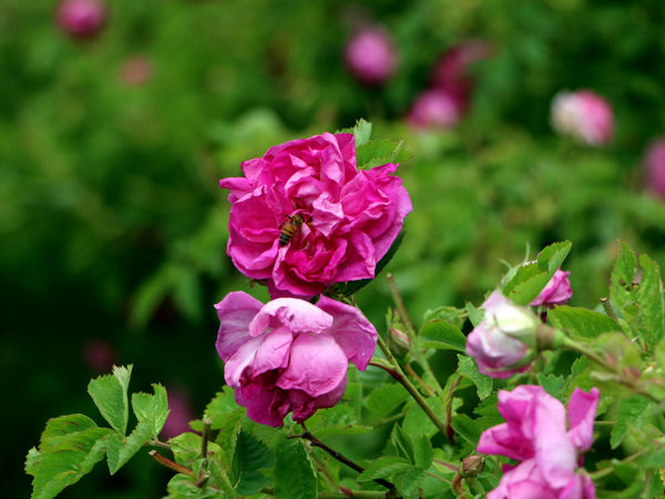 برداشت گل محمدی در روستای عنصرود