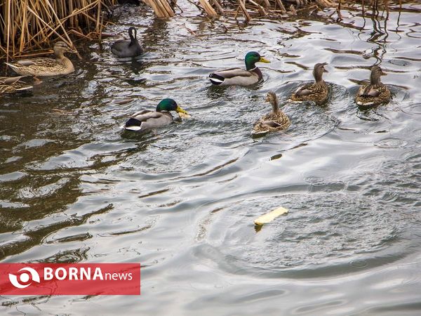 زریبار کردستان