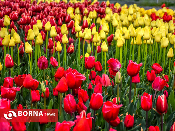 جشنواره گل‌های لاله