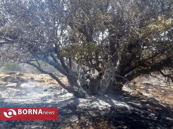 آتش سوزی در جنگل های پاسارگاد