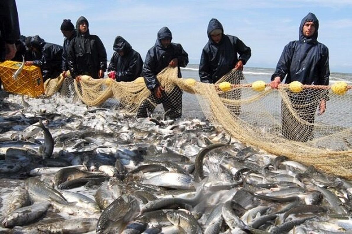 رشد ۸۹ درصدی صید ماهیان استخوانی در استان مازندران