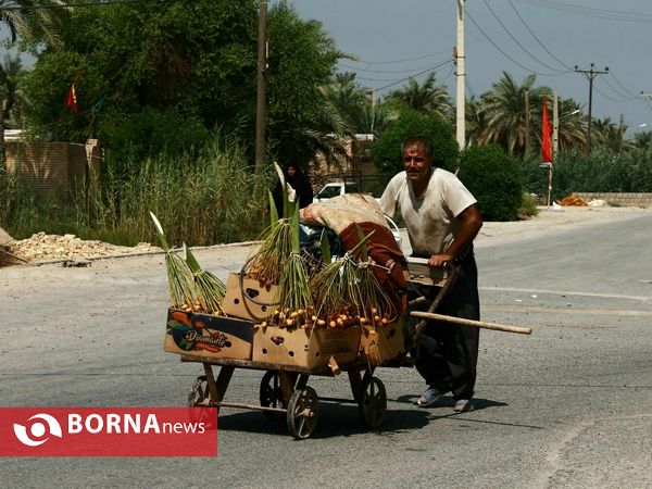 برداشت خارک و رطب روستای امام حسن(ع)