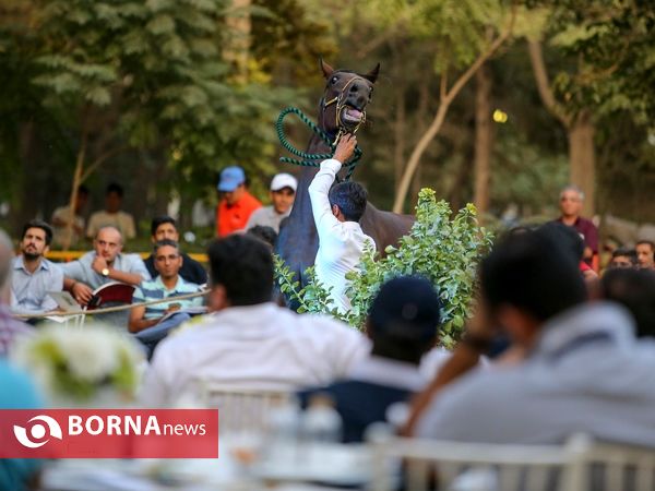 اولین حراج اسب های ۱۷ ماه تهران