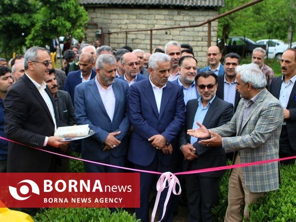 آغاز برداشت برگ سبز چای در گیلان