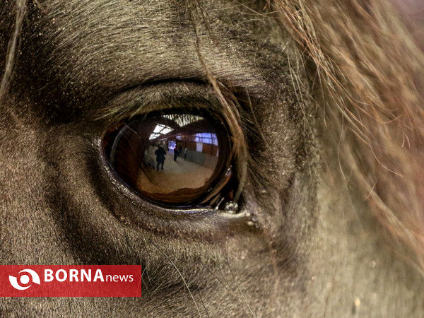 مسابقات پرش با اسب قهرمانی استان فارس