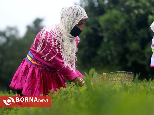 برداشت نخستین برگ چای در سال ۱۴۰۰