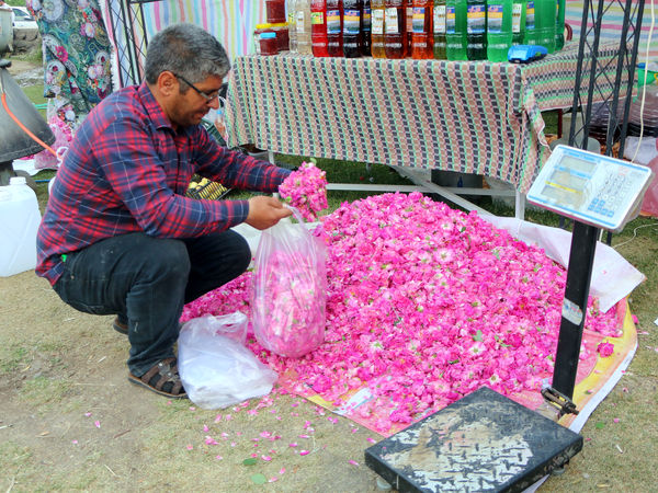 برداشت گل محمدی در روستای عنصرود