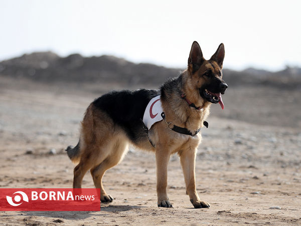 بازدید خبرنگاران از مرکز آموزش و نگهداری سگ های تجسس