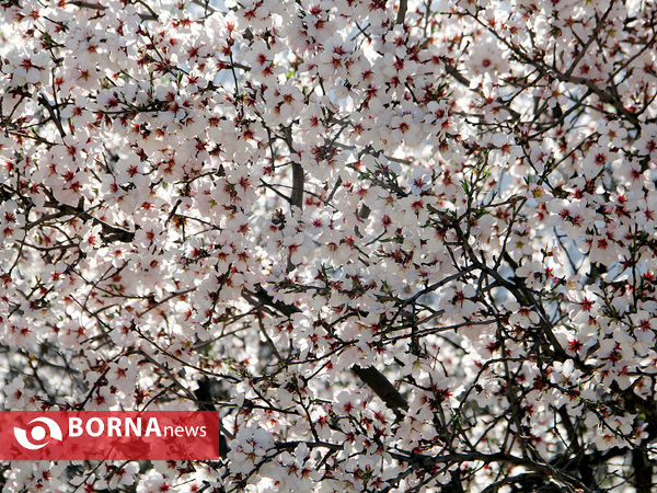 شکوفه‌های بهاری در شیراز
