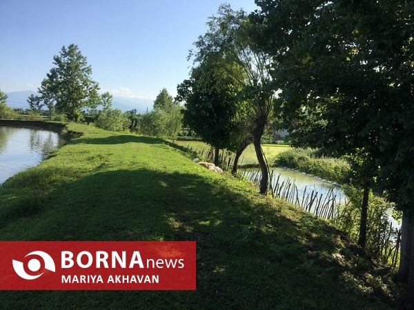 پسیخان رشت جاذبه طبیعی و گردشگری استان گیلان